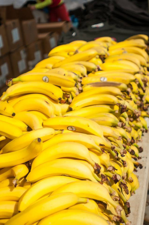 Spartan Race 2015 v Liberci