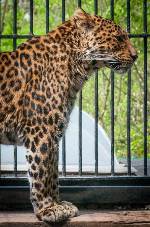 Prosluněná zoologická zahrada v Liberci