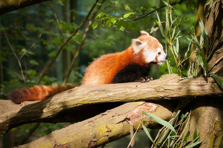 Prosluněná zoologická zahrada v Liberci