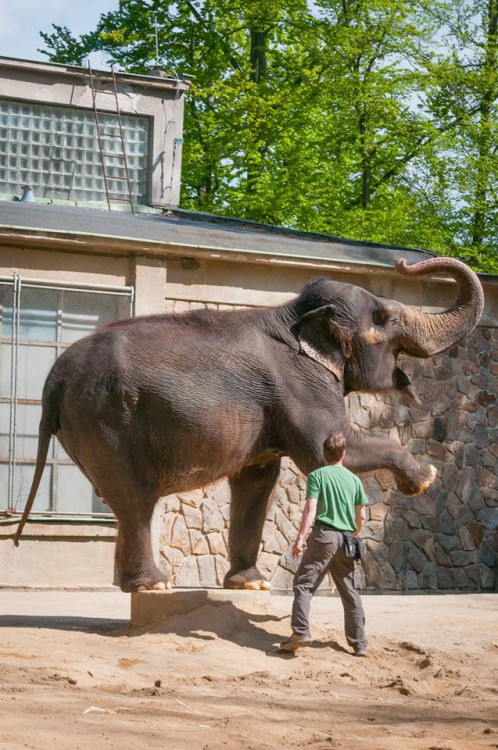 Prosluněná zoologická zahrada v Liberci