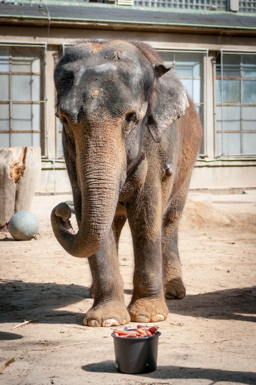 Prosluněná zoologická zahrada v Liberci