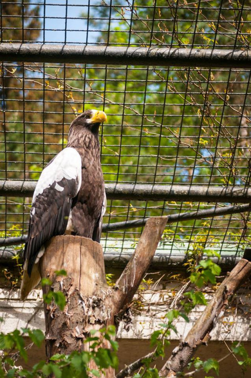 Prosluněná zoologická zahrada v Liberci