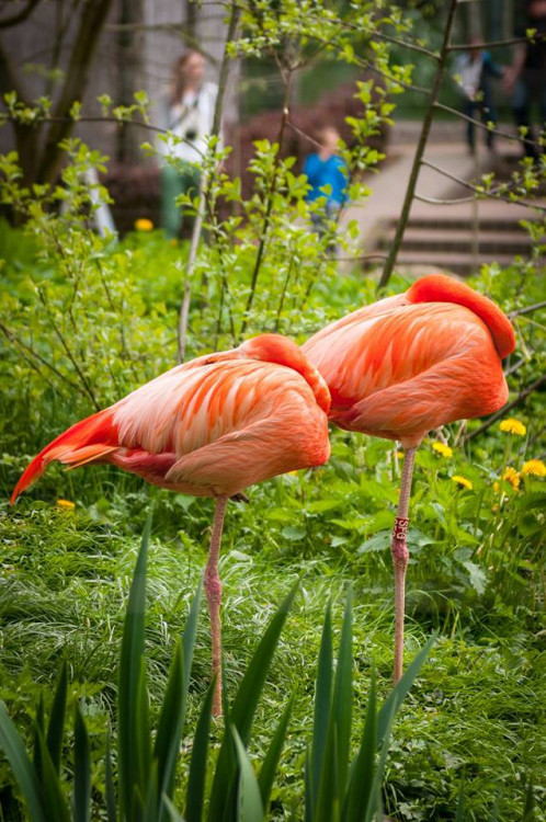 Prosluněná zoologická zahrada v Liberci