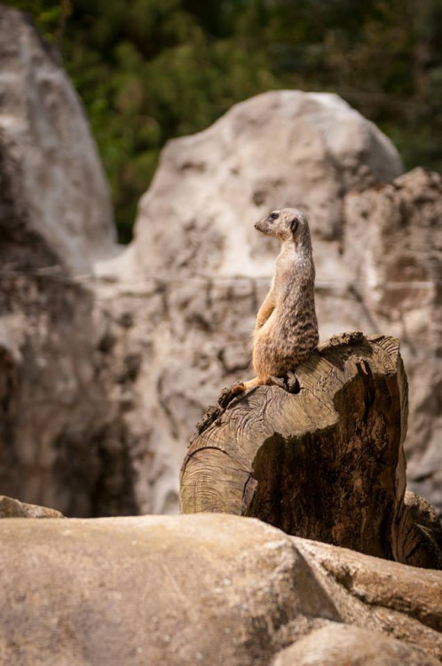 Prosluněná zoologická zahrada v Liberci