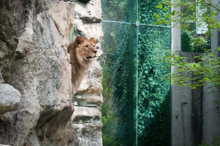 Prosluněná zoologická zahrada v Liberci