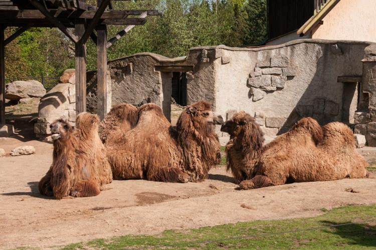 Prosluněná zoologická zahrada v Liberci