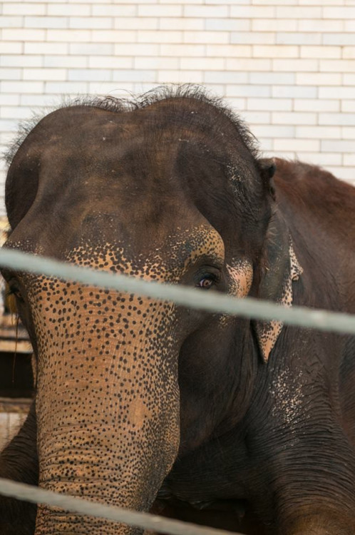Prosluněná zoologická zahrada v Liberci