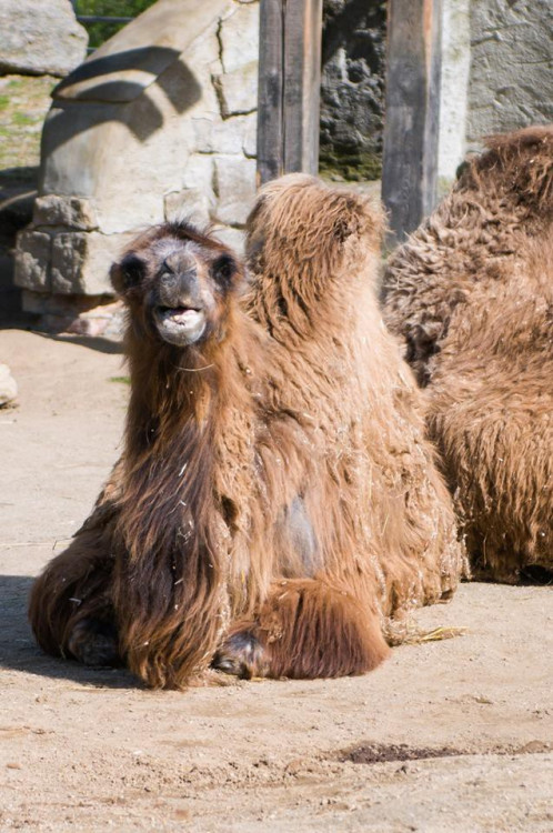 Prosluněná zoologická zahrada v Liberci