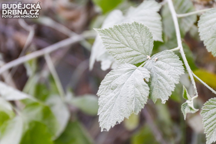 Požár nelegální skládky v Budějcích