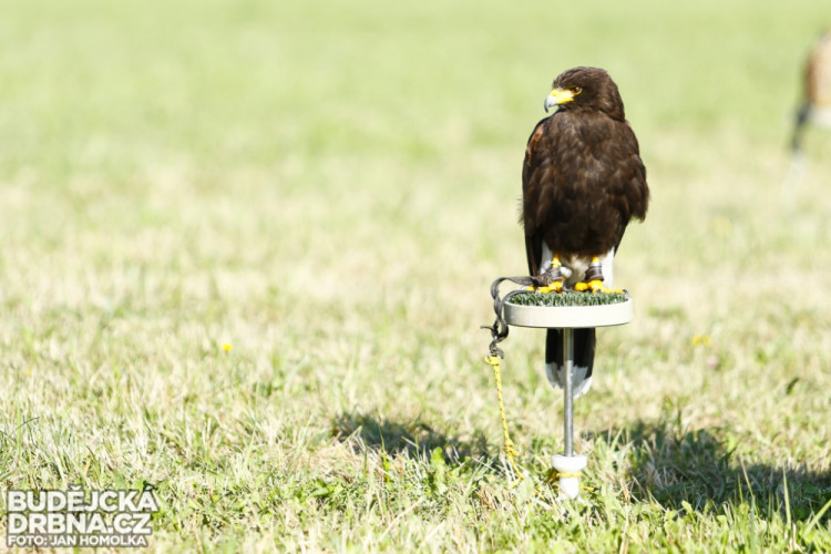 Den otevřených dvěří Letiště ČB