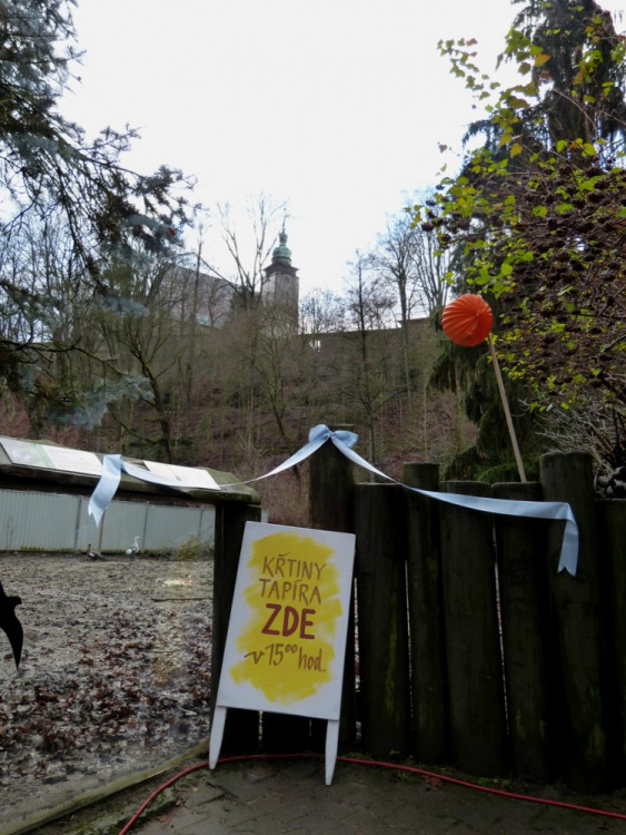 Jihlavská zoo pokřtila tapířího samečka.