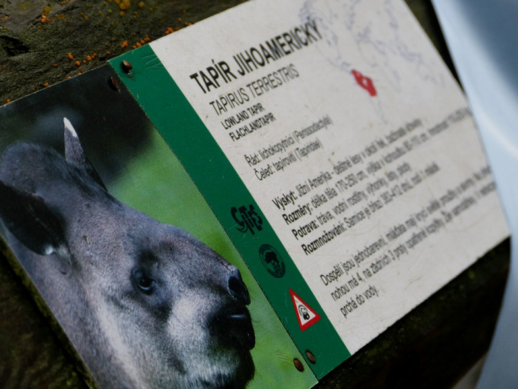 Jihlavská zoo pokřtila tapířího samečka.