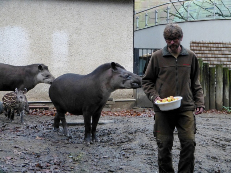 Jihlavská zoo pokřtila tapířího samečka.