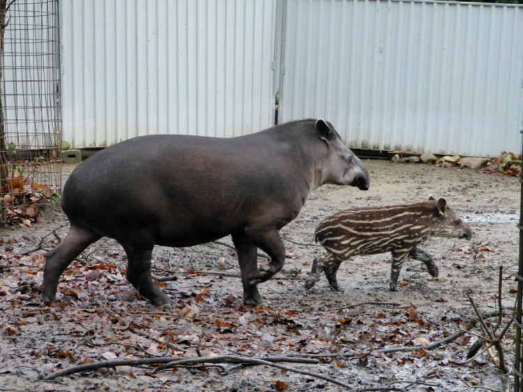 Jihlavská zoo pokřtila tapířího samečka.