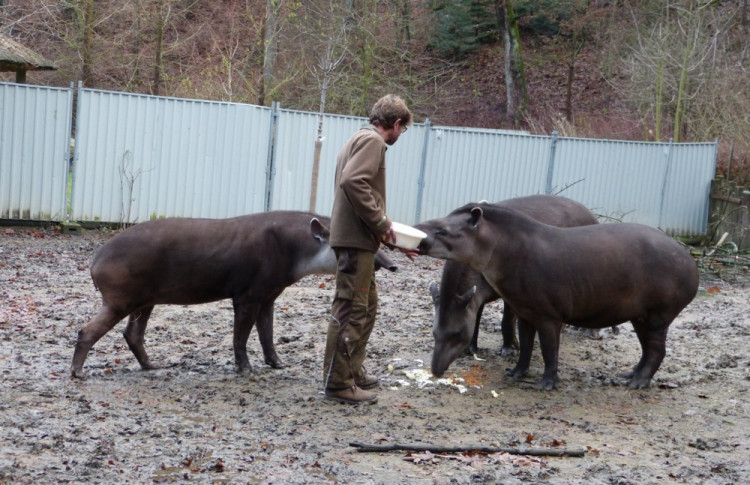 Jihlavská zoo pokřtila tapířího samečka.