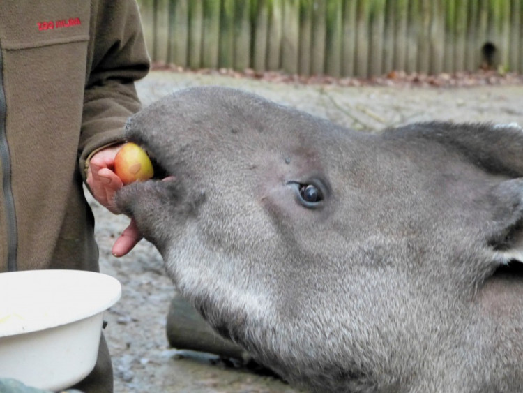 Jihlavská zoo pokřtila tapířího samečka.