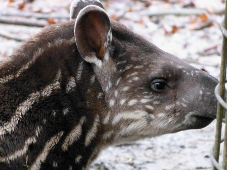 Jihlavská zoo pokřtila tapířího samečka.