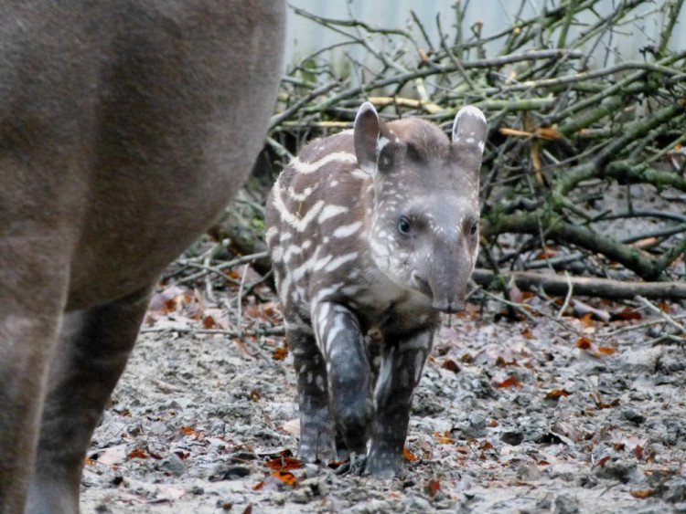 Jihlavská zoo pokřtila tapířího samečka.
