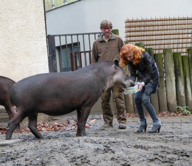Jihlavská zoo pokřtila tapířího samečka.