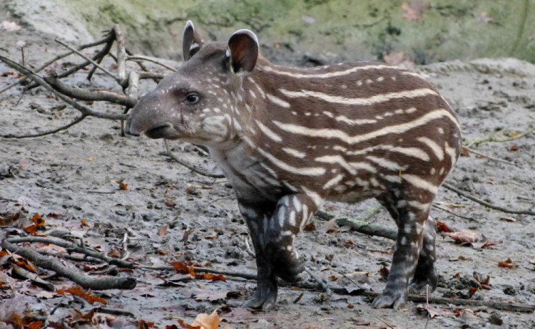 Jihlavská zoo pokřtila tapířího samečka.