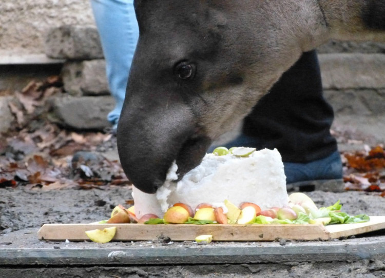 Jihlavská zoo pokřtila tapířího samečka.