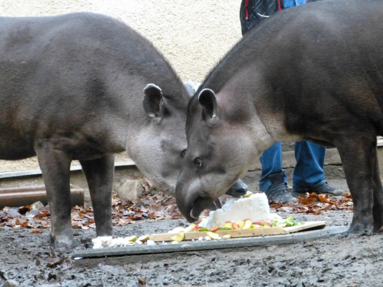 Jihlavská zoo pokřtila tapířího samečka.