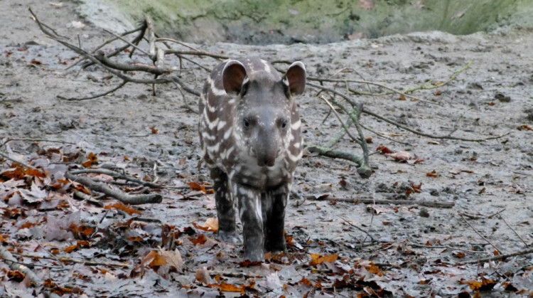 Jihlavská zoo pokřtila tapířího samečka.