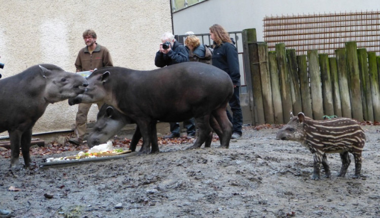 Jihlavská zoo pokřtila tapířího samečka.