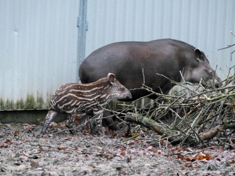 Jihlavská zoo pokřtila tapířího samečka.