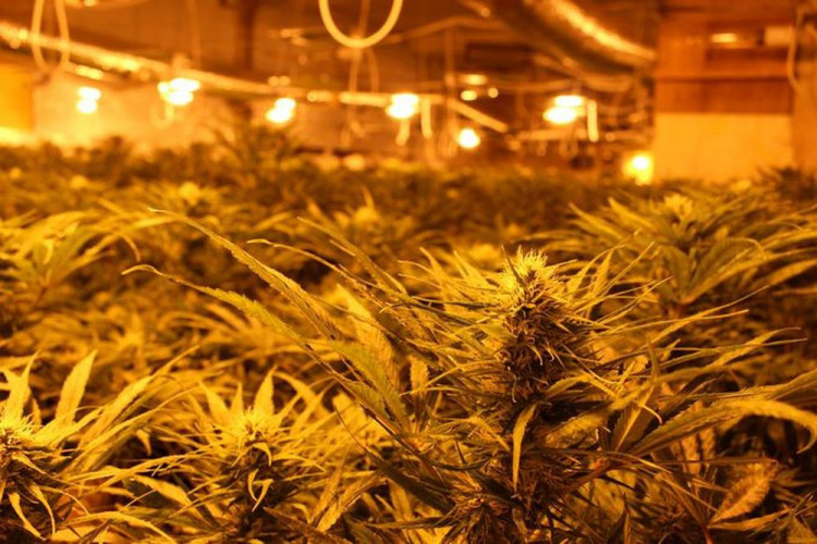 Policie odhalila obří pěstírnu konopí ve Stráži pod Ralskem