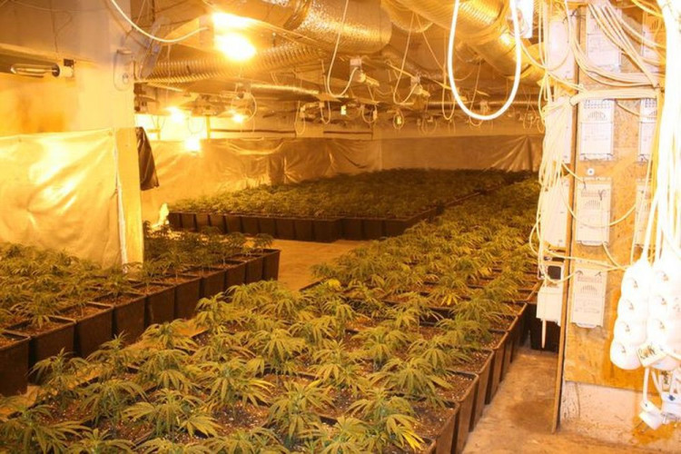 Policie odhalila obří pěstírnu konopí ve Stráži pod Ralskem