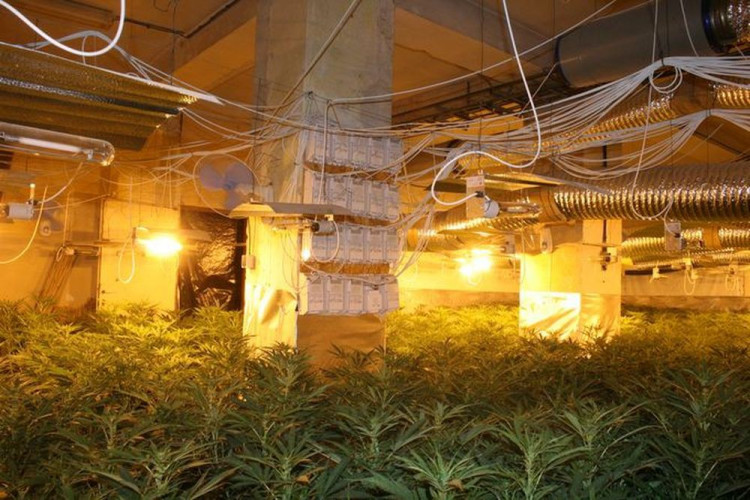 Policie odhalila obří pěstírnu konopí ve Stráži pod Ralskem