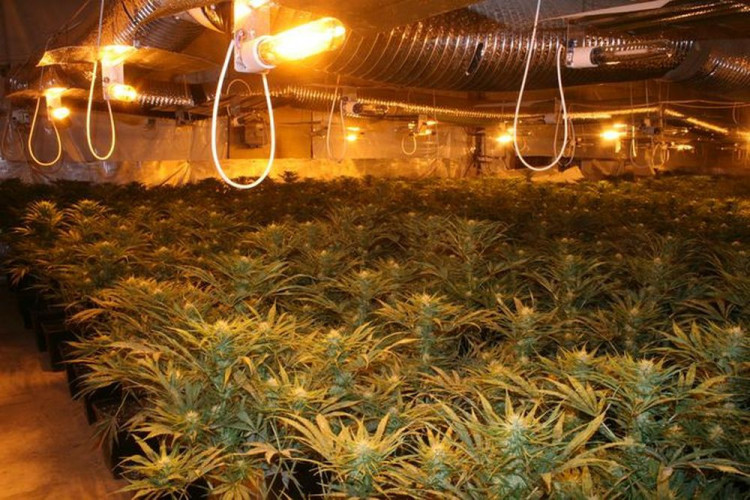 Policie odhalila obří pěstírnu konopí ve Stráži pod Ralskem