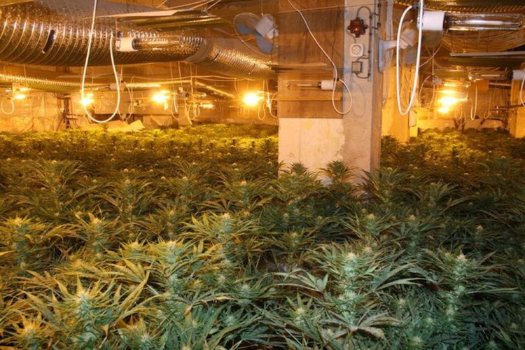 Policie odhalila obří pěstírnu konopí ve Stráži pod Ralskem