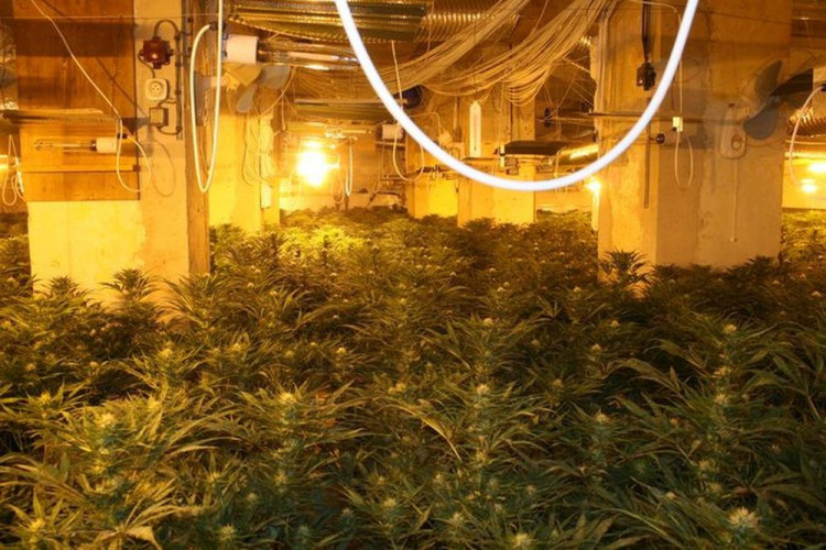 Policie odhalila obří pěstírnu konopí ve Stráži pod Ralskem