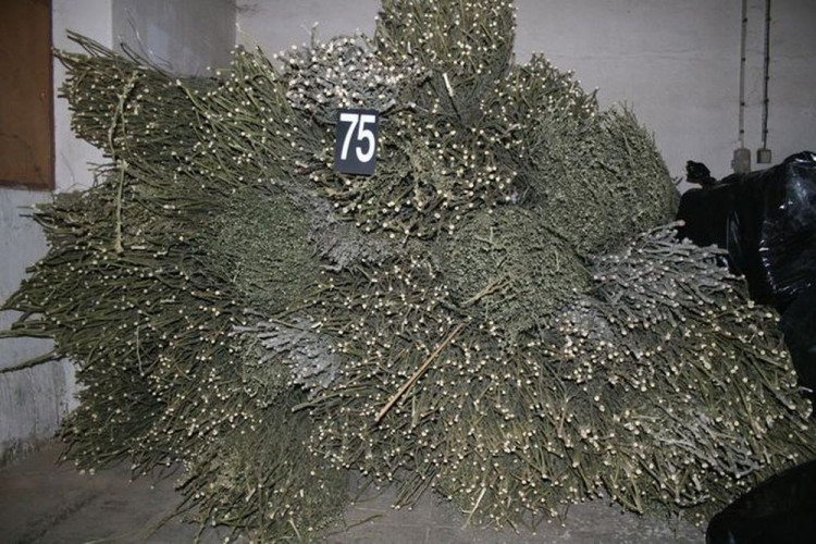 Policie odhalila obří pěstírnu konopí ve Stráži pod Ralskem