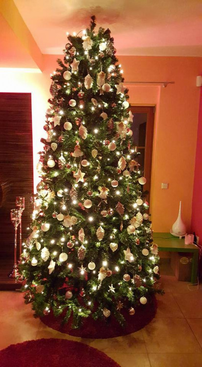 Čtenářská fotogalerie vánočních stromečků