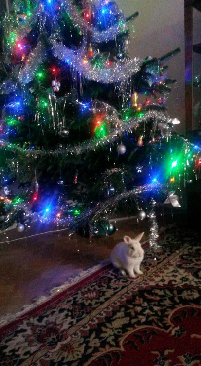 Čtenářská fotogalerie vánočních stromečků