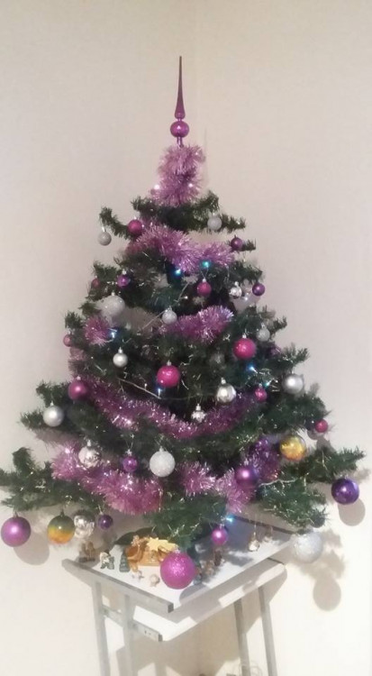 Čtenářská fotogalerie vánočních stromečků