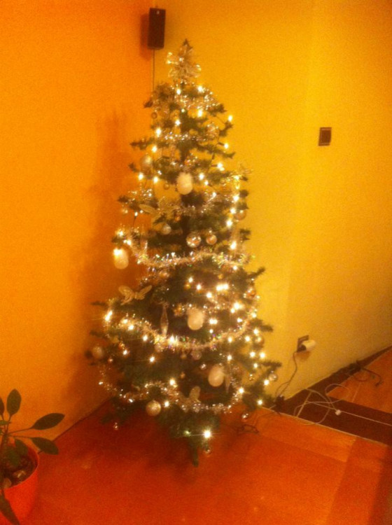 Čtenářská fotogalerie vánočních stromečků