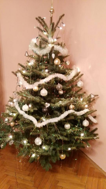 Čtenářská fotogalerie vánočních stromečků