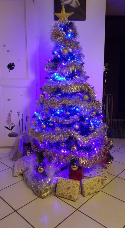 Čtenářská fotogalerie vánočních stromečků