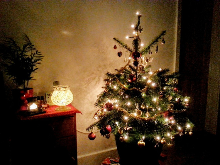 Čtenářská fotogalerie vánočních stromečků