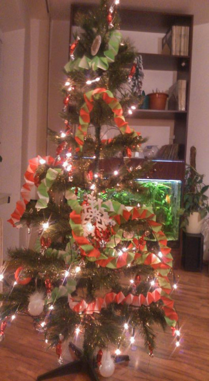 Čtenářská fotogalerie vánočních stromečků