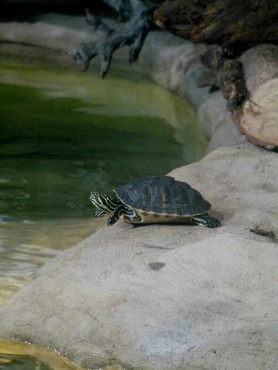 Večerní povánoční prohlídka jihlavské zoo