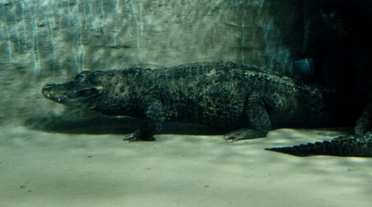 Večerní povánoční prohlídka jihlavské zoo