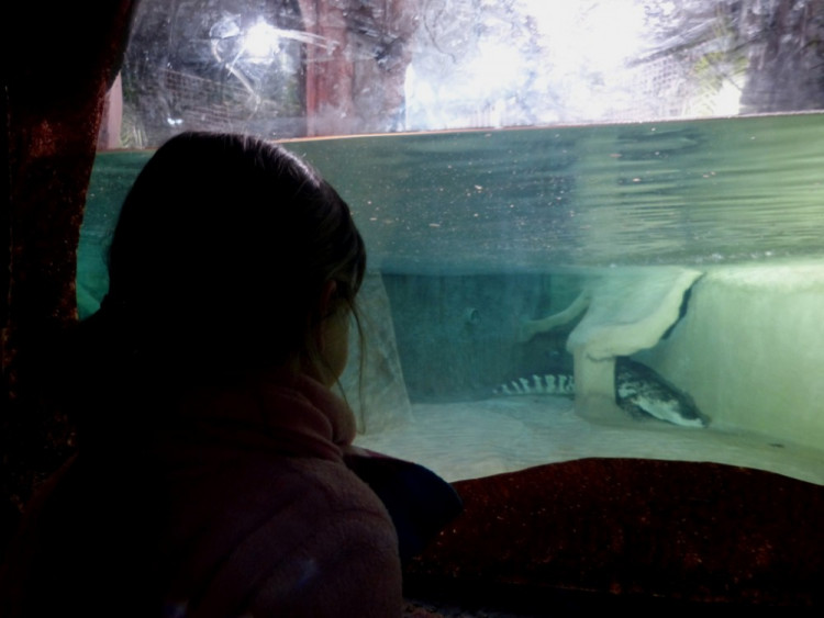 Večerní povánoční prohlídka jihlavské zoo