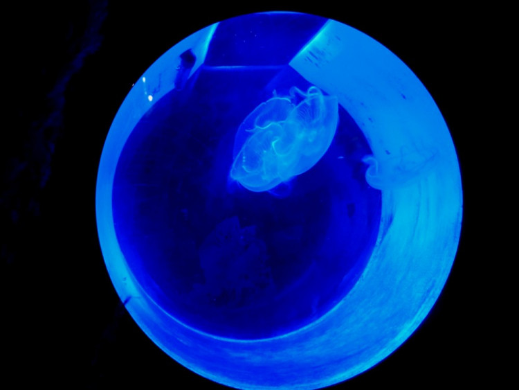 Večerní povánoční prohlídka jihlavské zoo