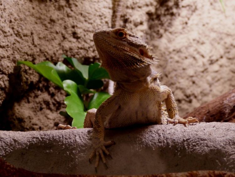 Večerní povánoční prohlídka jihlavské zoo