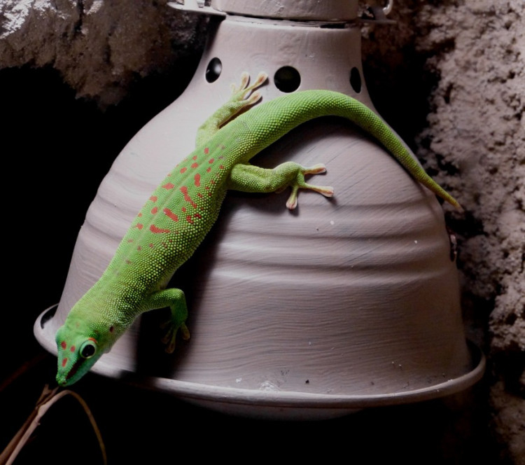 Večerní povánoční prohlídka jihlavské zoo